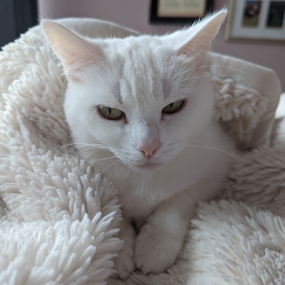 Meet your Posher, Emily - Picture 3 of 8